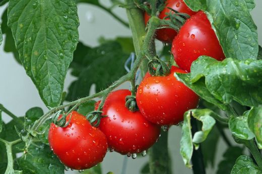 Mérgező oldattal permetezett zöldségek kerülhettek forgalomba, Daea a mezőgazdasági támogatás megvonását helyezte kilátásba