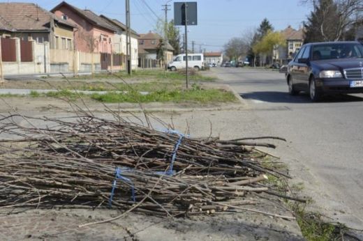 Nagykároly: megvan, mikor szállítják el a növényi hulladékot