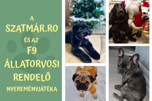 Ezek a kisállatok már biztosan esélyesek a Szatmár.ro és az F9 állatorvosi rendelő közös játékának főnyereményére