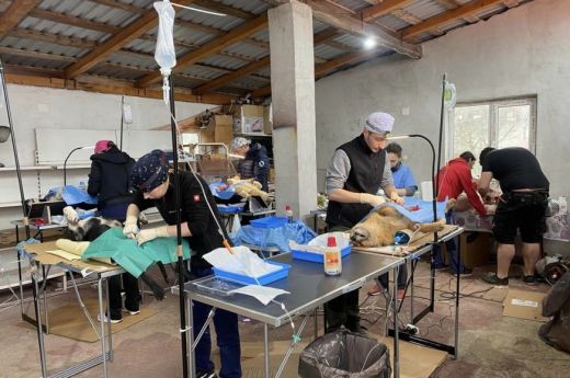 Ingyenes ebivartalanítási akciót szerveznek egy Szatmár megyei községben