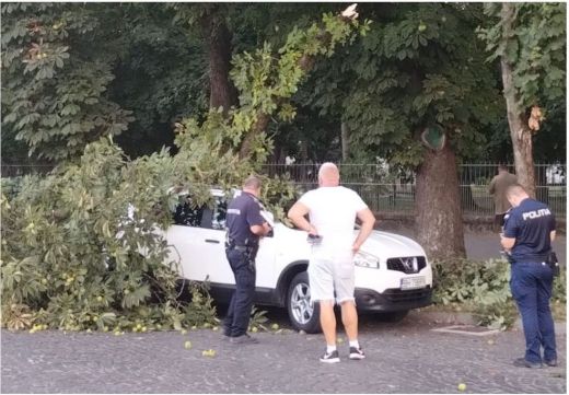 Ritkítják a lombozatot, miután egy letört ág az alatta parkoló autókra zuhant