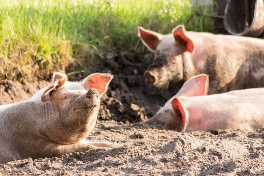 Nem engedte a Szatmár megyei gazda, hogy a DSVSA munkatársai leöljék a beteg állatokat