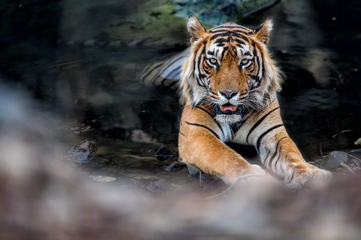 Tigris harapott meg egy férfit Vaslui megyében