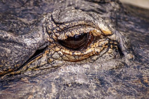  Jurassic Parkba illő jelenetek: az aligátor úgy szétfeszítette a kerítést, mintha gumiból lett volna – Videó