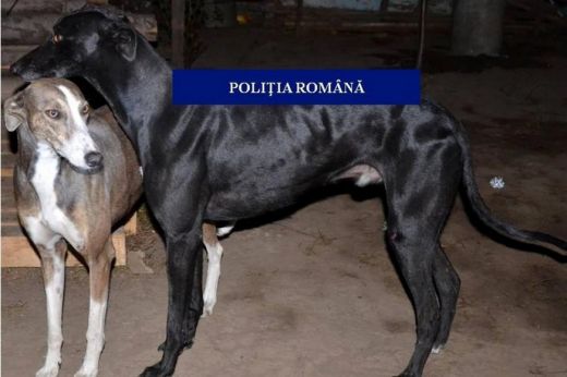 Orvvadászokat csíptek nyakon a rendőrök Mikolában