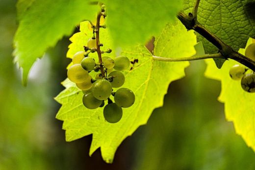 Betegség veszélyezteti a szőlőültetvényeket!