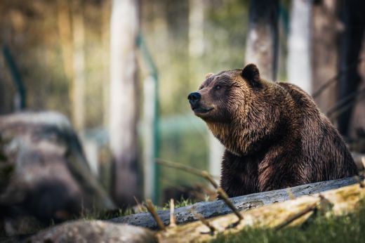 Medve jelenlétére figyelmeztetnek a Máramaros megyei hegyimentők