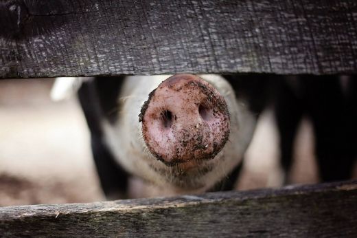 Bekeményített a DSVSA: újabb gazdákat bírságoltak papírok nélküli adásvétel miatt