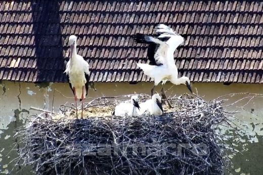 Gólyakamera: Már a szárnyukat próbálgatják a kis gólyák, rövid időn belül elhagyhatják a fészket