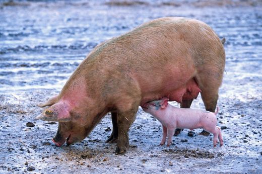 Kocánként 1200 lejjel ösztönzik a báznai és a mangalica-tenyésztőket