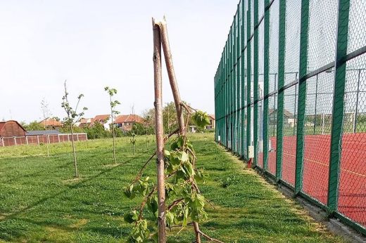 Felháborító! Vandálok törték derékba a Kubik fáit