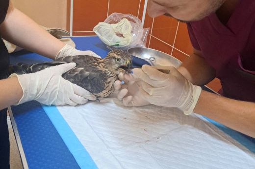 Sérült egerészölyvet mentettek Szatmárnémetiben