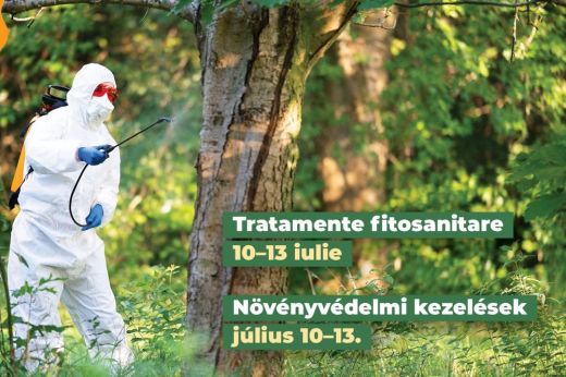 Folytatódik a fák permetezése Szatmárnémeti közterületein
