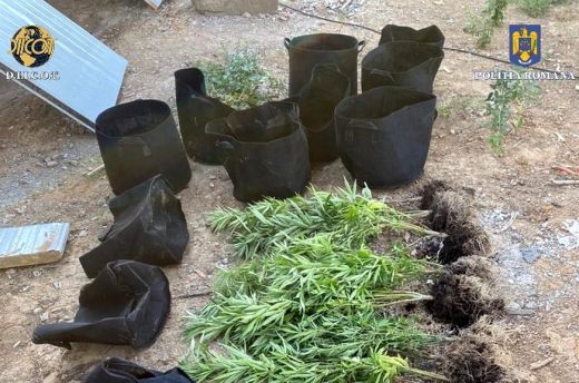 Drónnal őrizték a kannabiszültetvényt a Szatmár megyei termesztők