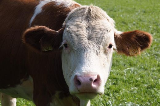 Haszonállatok húsában, tejében és vérében is találtak mikroműanyagot