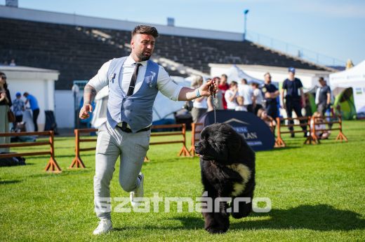 Hatalmas show-val ért véget a 2025-ös szatmári kutyakiállítás! Megválasztották Szatmár legszebb kutyáját is - Képgaléria