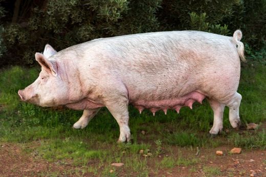 Rosszabbkor nem is jöhetett volna! Afrikai sertéspestis ütötte fel a fejét egy Szatmár megyei gazdaságban