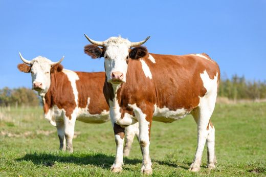Az asztal alatt rejtőzött el a tolvaj, aki részegen teheneket lopott