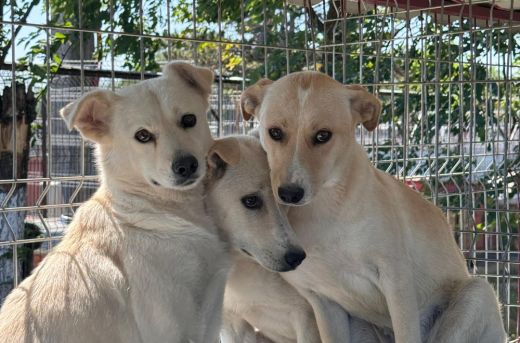 Teljesen megtelt a szatmári állatmenhely. Több mint ötszáz kutya vár gazdára