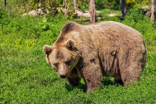 Szigorítani fogják az utak mentén élelemért kolduló medvék etetéséért kiszabható bírságokat