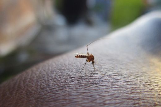 Egy megbetegedést okozott a nyugat-nílusi vírus eddig ebben az évben Romániában