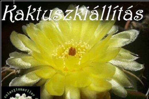 Egy hét múlva nyílik a kaktuszkiállítás: idei év tematikája a Sivatag rózsája