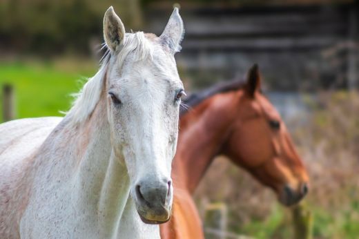 Lótolvajt vettek őrizetbe a rendőrök Hadadon