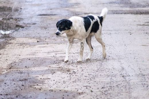 Borsos bírságot kapott a férfi, aki kidobta a kutyáját