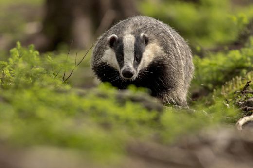 Róka után borznál is! Igazolták a Sárközújlakon talált állatnál a veszettséget