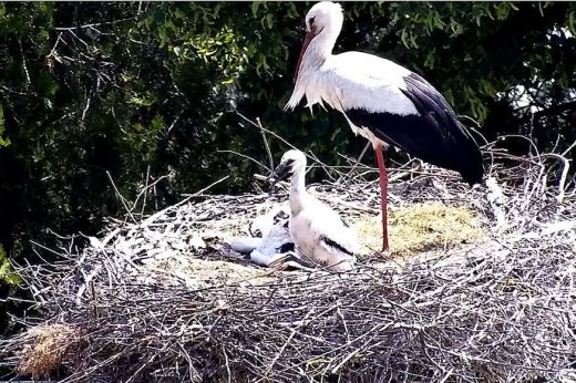 Közös tollászkodással indítják a napot a vetési gólyák! VIDEÓ