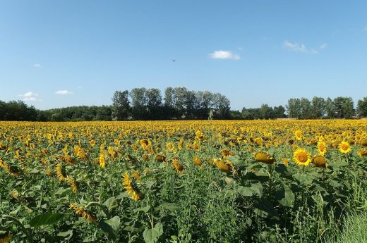 Magyar Lóránd: mindenképp hivatalos jelentést kell tenni az aszály okozta károkról