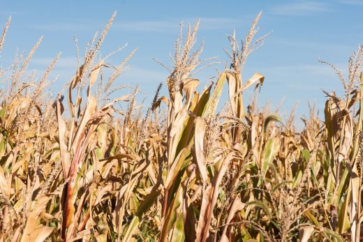Drasztikusan visszaesett a kukoricatermés. Szatmár megyében közel 8 millió lejre rúg a gazdáknak járó kártérítés összege