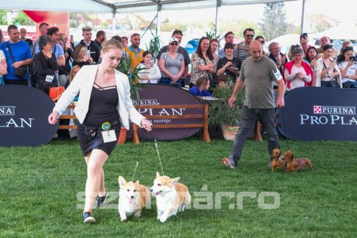 Dog Show 2025 - Május 1-jén és 2-án tartják az idei szatmári kutyakiállítást