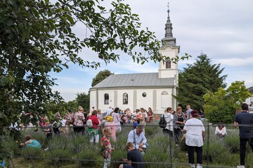 Harmadik nyílt nap a Kakszentmártoni ,,Gyógyír” Levendulásban