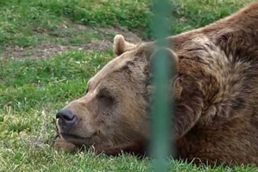 Bobi és Feri, a nagyváradi állatkert medvéi már elhagyták barlangjukat
