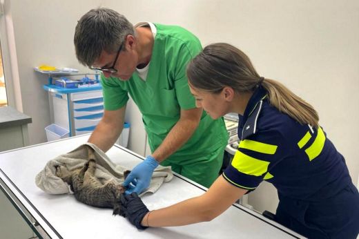 Sérült kiscicát mentettek az állatvédelmi rendőrség munkatársai