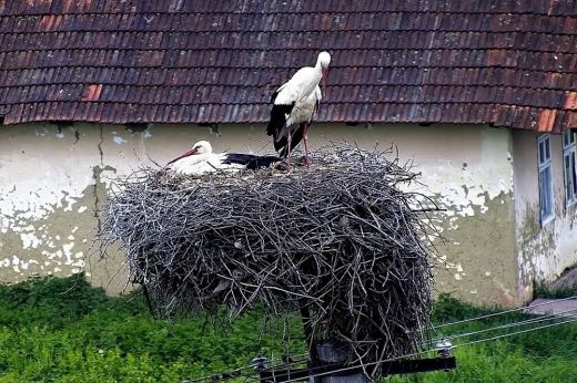 Ismét él a gólyakameránk! Kövesse velünk élőben a vetési gólyapár életét