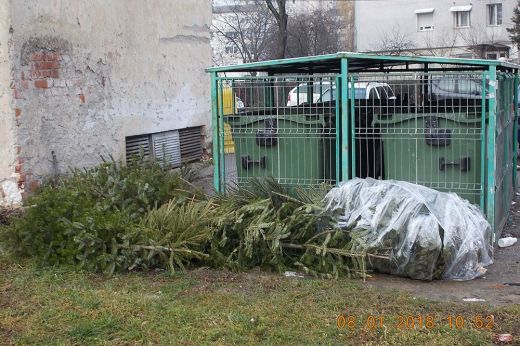 Január 15-től szállítják el a karácsonyfákat Szatmárnémetiben