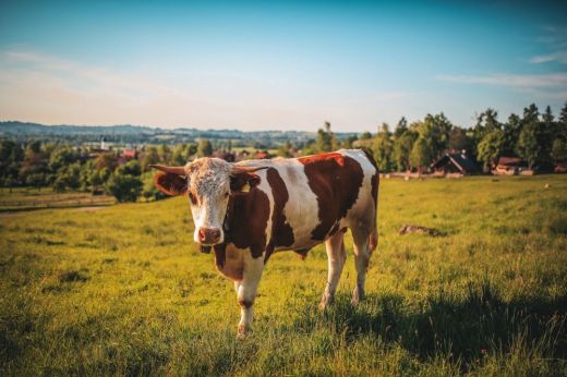Biotechnológiát alkalmazó szarvasmarhatenyésztők támogatásáról döntött a szenátus