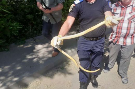 Egy másfél méteres kígyóhoz riasztották a csendőröket Bârladon