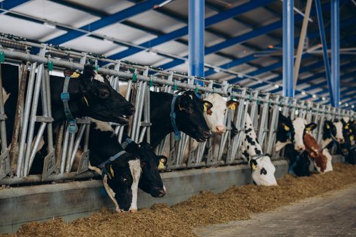 Közel 4 milliárd lej értékű beruházási program indul az állattenyésztés ágazata számára