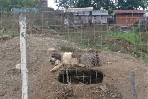 Bírságolt az állatvédelmi rendőrség