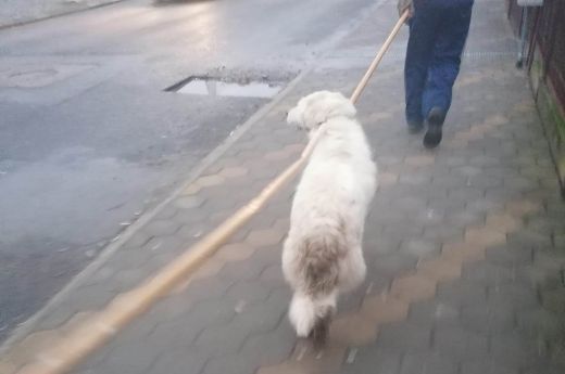 Tasnád: emberekre támadt egy kutya az egyik helyi tanintézmény közelében