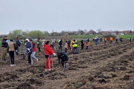 Mezőterem. Több mint kétszázan vettek részt a faültetésben