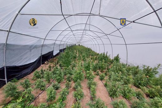 Hat hektáros területen termesztettek kannabiszt a szomszédos megyében - VIDEÓ