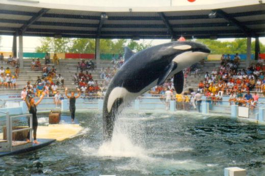Lolita, egy vízi parkban szerepeltetett karszárnyú delfin 52 év fogság után szabad lehet