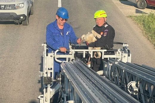 Minden élet számít: gólyát mentettek a szatmári tűzoltók!