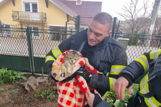 Cicát mentettek meg a tűzoltók