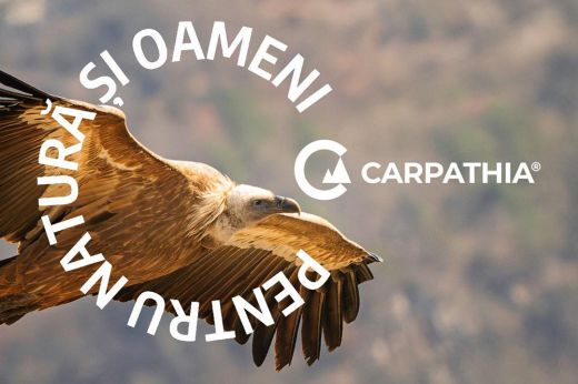 A Romániából 70 éve eltűnt fakó keselyűk visszatelepítését célzó program indul a Fogarasi-havasokban